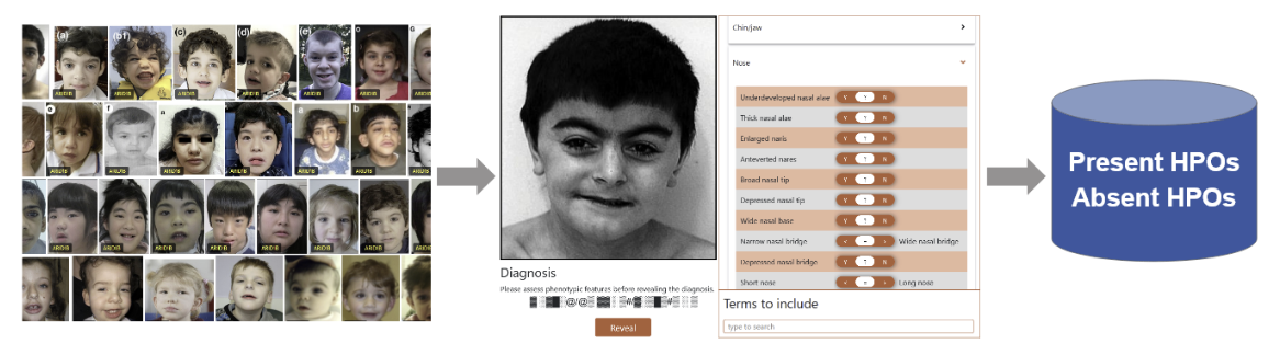 Face2HPO Figure 1